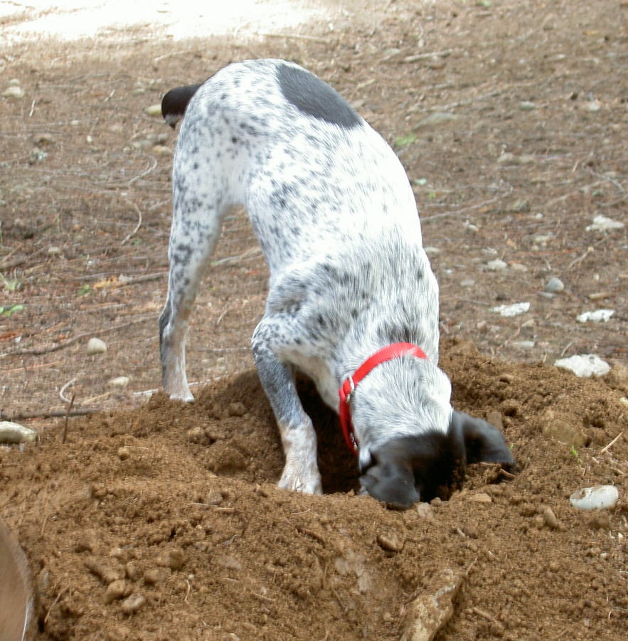 Dog Digging