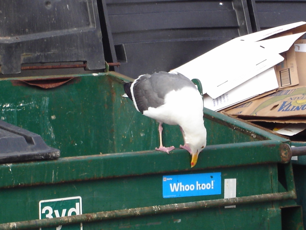 Dumpster Zocalo 080820