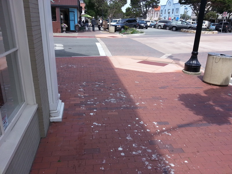 Gull Poop Chase Bank2014050