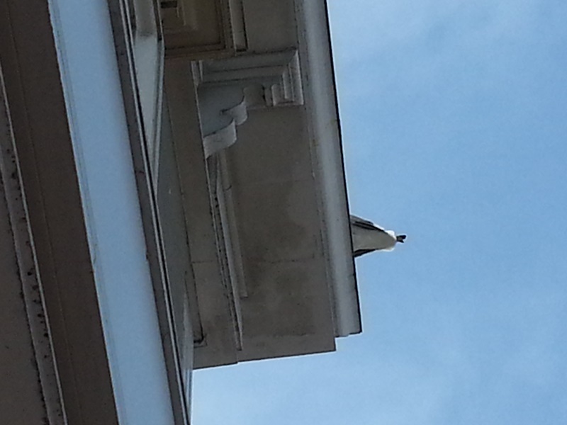 Gull Pooping Chase Bank 20140503