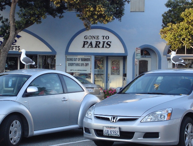 Gulls On Cars