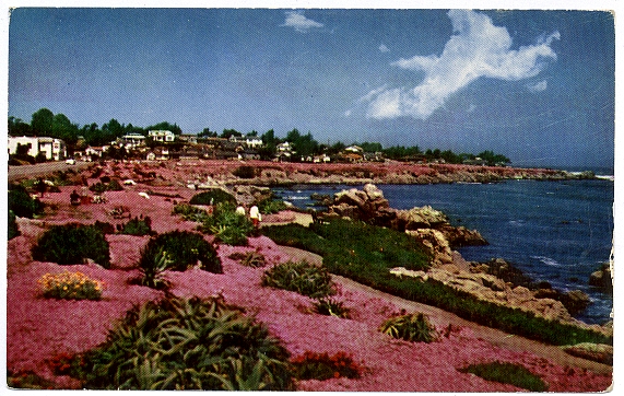 PG Magic Carpet Post Card