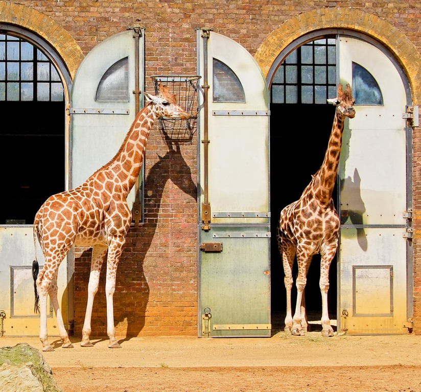 giraffe-stables