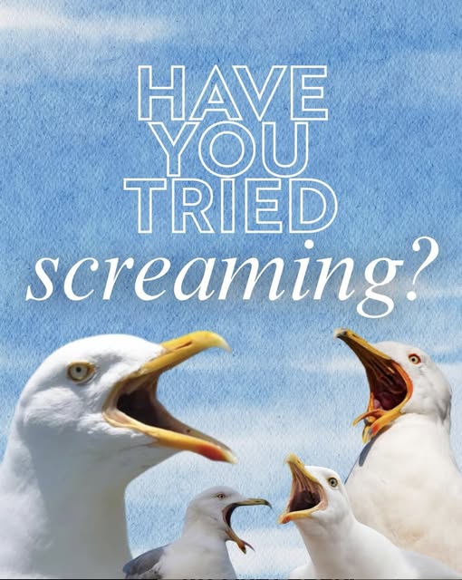 screaming gulls